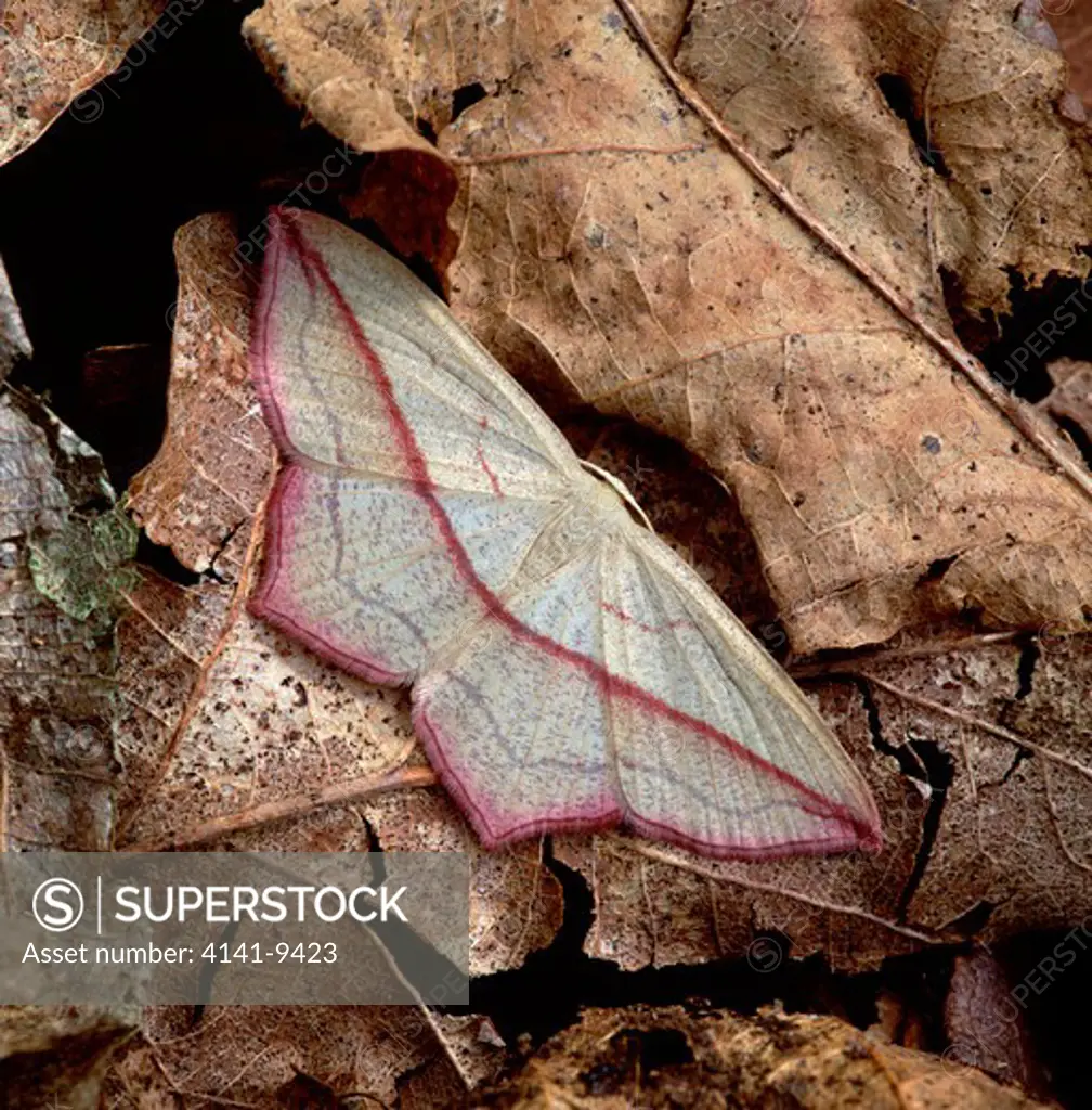 blood-vein moth timandra griseata long eaton, nottingham