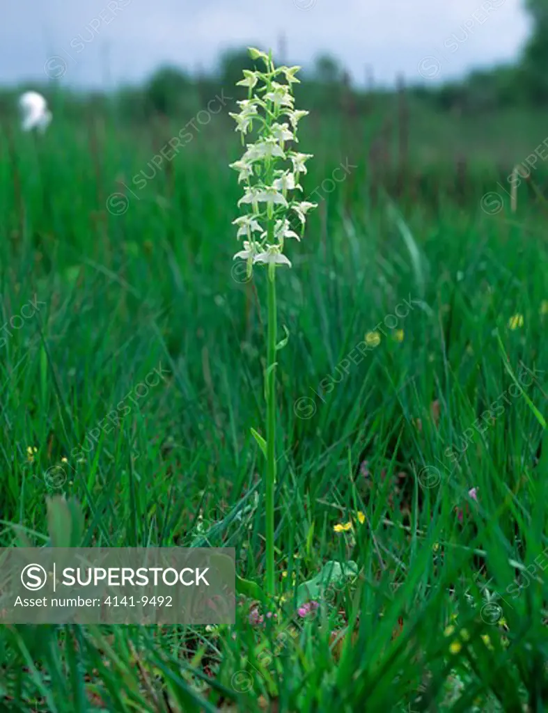 greater butterfly orchid plantanthera chlorantha montiaghs moss nnr, aghalee, county antrim.