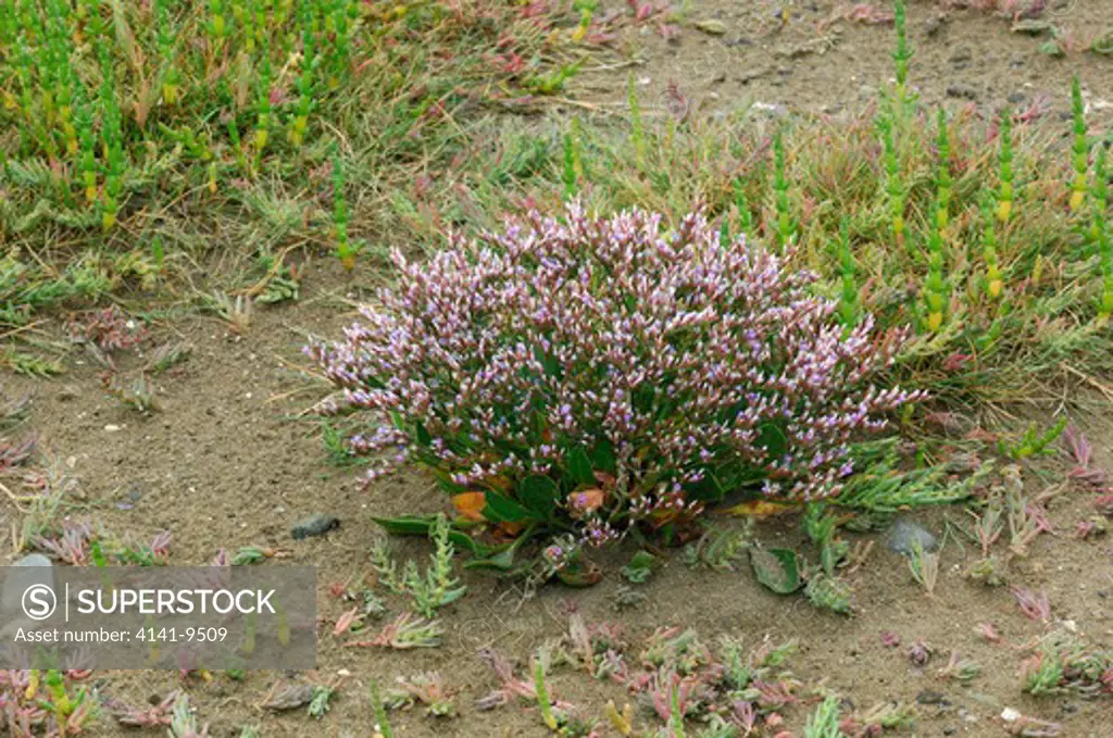 lax-flowered sea lavender limonium humile dundrum bay, murlough nnr, county down.