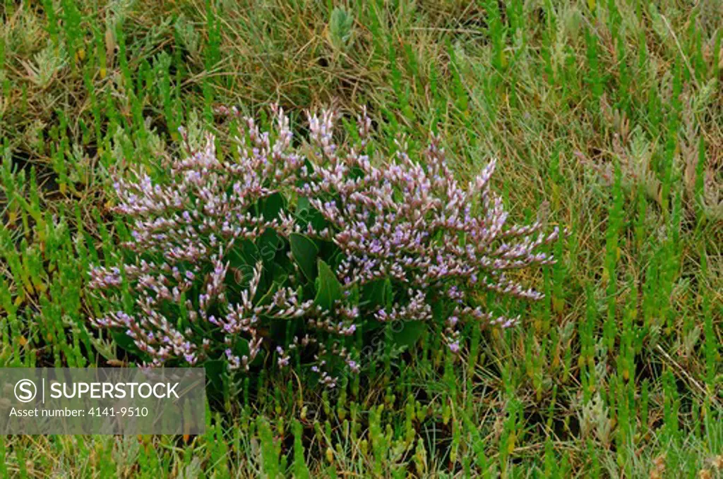 lax-flowered sea lavender limonium humile dundrum bay, murlough nnr, county down.