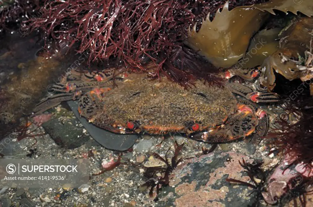 velvet swimming crab necora puber ballyhenry point, strangford lough, county 