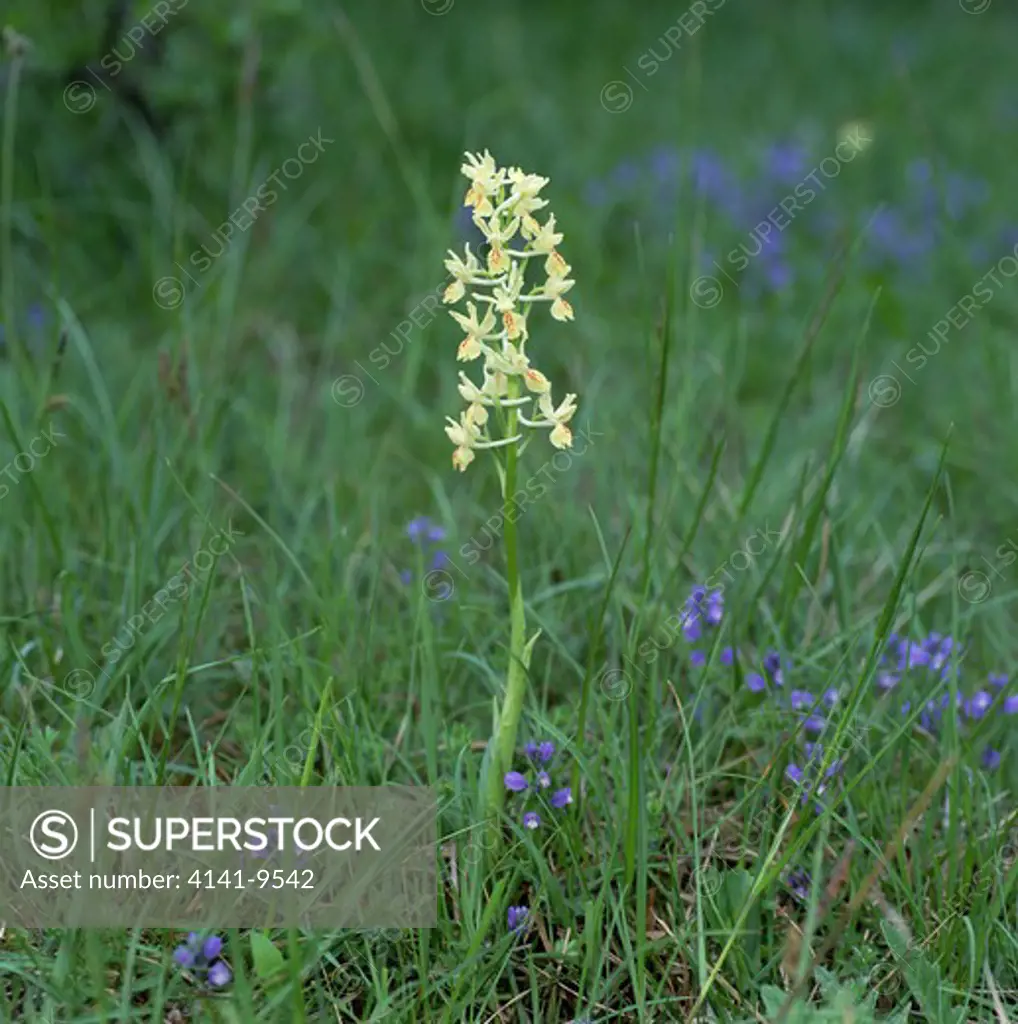 provence orchid orchis provincialis bugarach st louis rd, france