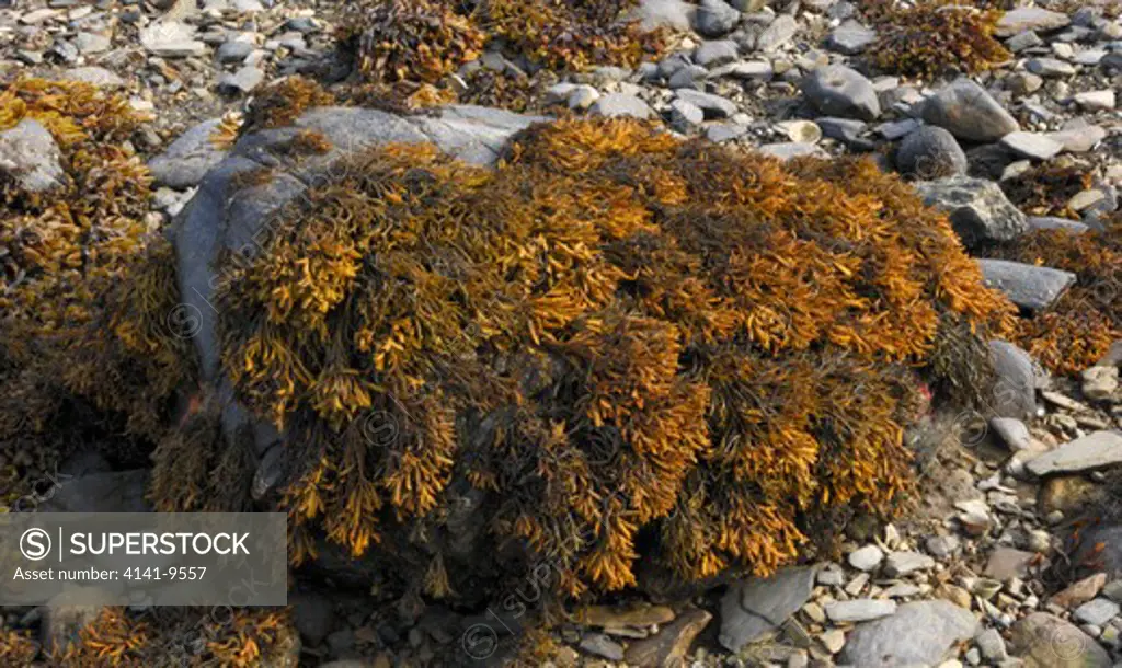 channelled wrack pelvetia canaliculata ballyhenry point, strangford lough, county down