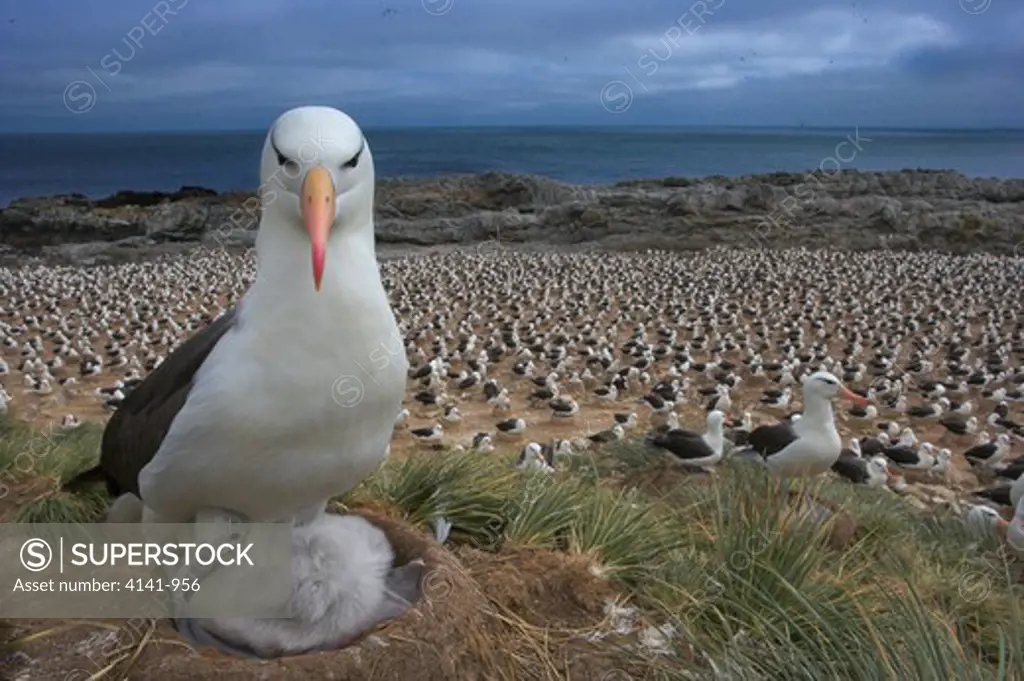 black-browed albatross diomedea melanophris with chick on nest in huge colony steeple jason, falkland islands. highly commended in bbc wildlife photographer of the year 2007