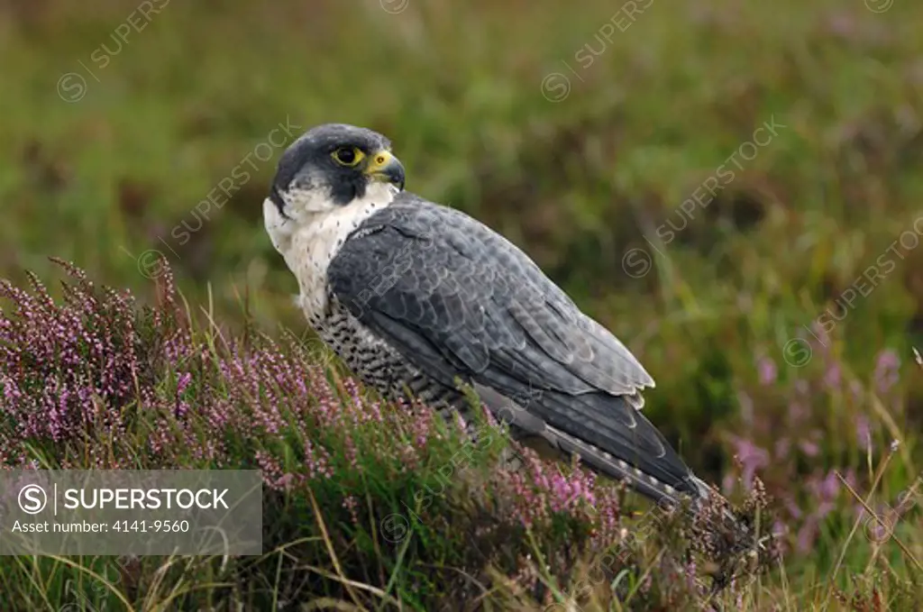 peregrine falcon falco peregrinus shillanavogy, slemish, county antrim