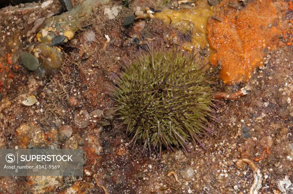 green sea urchin psammechinus miliaris ballyhenry point, strangford lough, county down