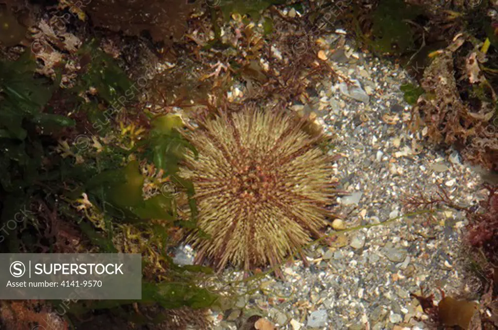 green sea urchin psammechinus miliaris ballyhenry point, strangford lough, county down