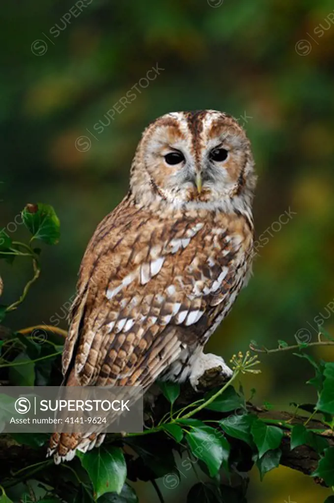 tawny owl strix aluco north wales