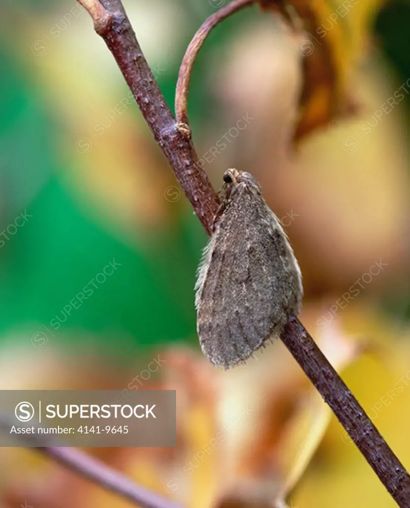 winter moth operophtera brumata rehaghy mountain, county tyrone.