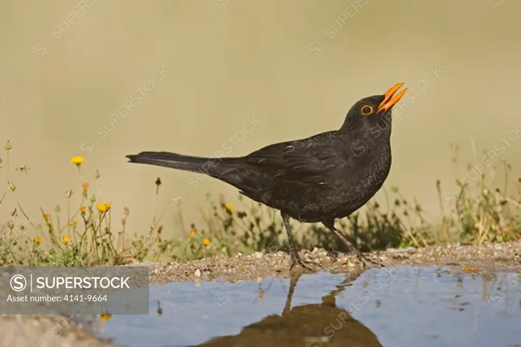 blackbird, turdus merula, male drinking, spain