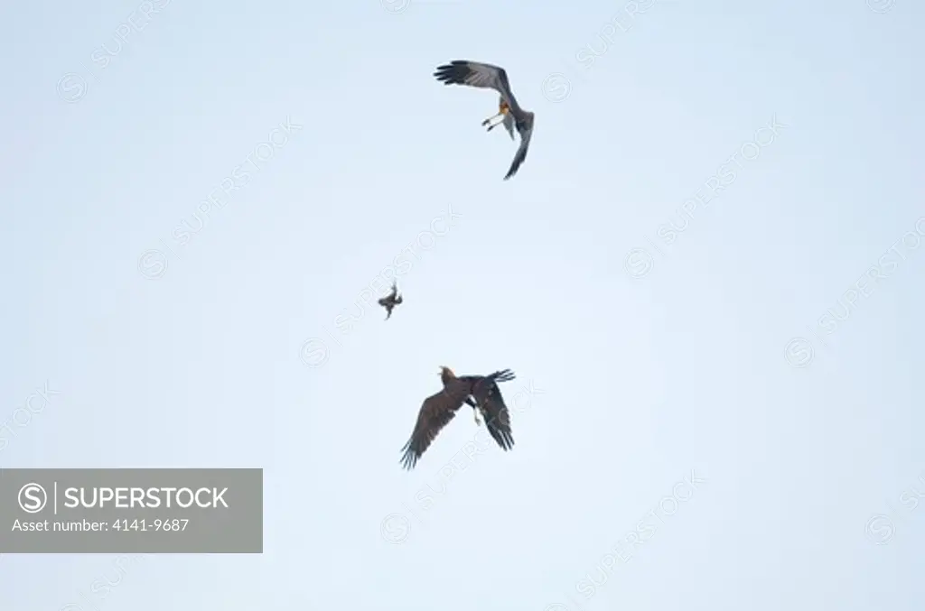 marsh harrier, circus aeruginosa, male dropping food to immature in food pass, cley-next-the-sea, norfolk wildlife trust reserve