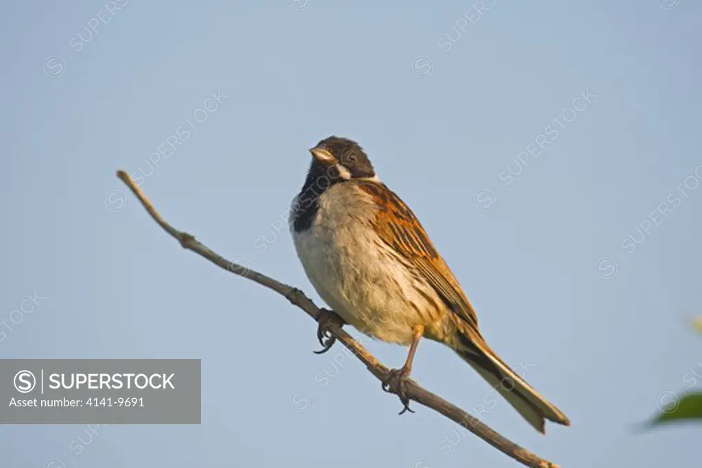 reed bunting, emberiza schoeniclus, perched adult male, cley-next-the-sea, norfolk wildlife trust reserve