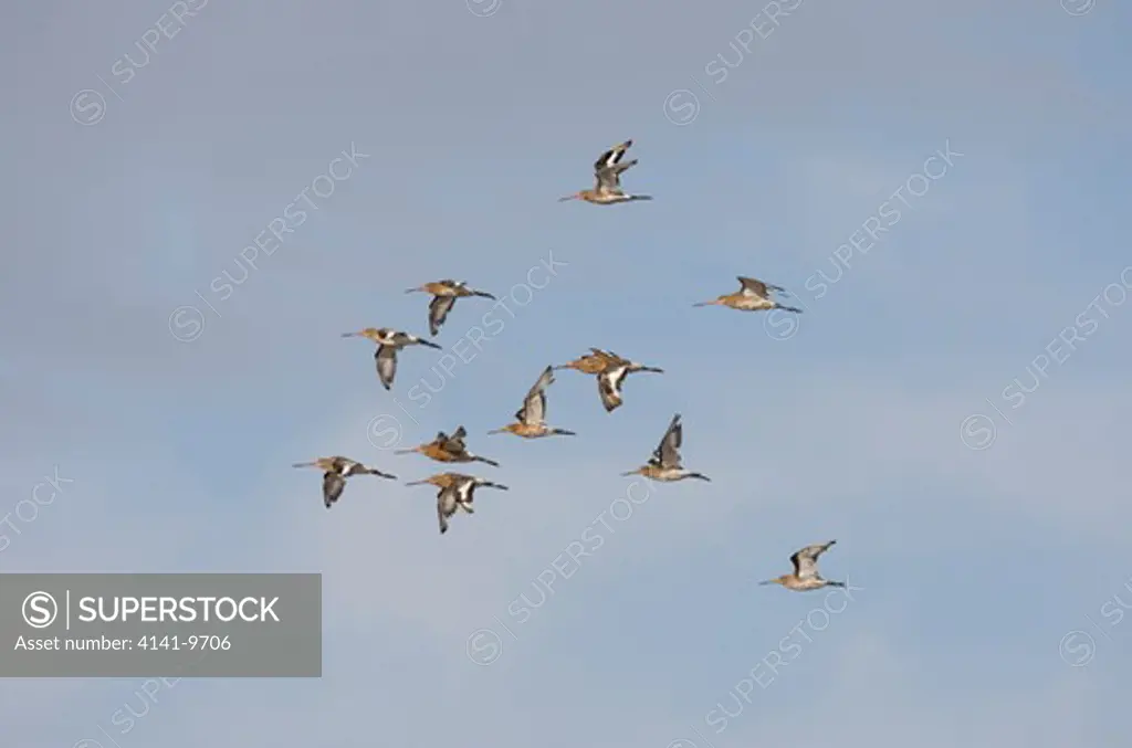 black-tailed godwit, l.limosa, small flock in flight, norfolk uk