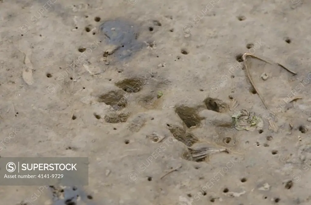 otter, l. lutra, foot prints in mud, norfolk uk