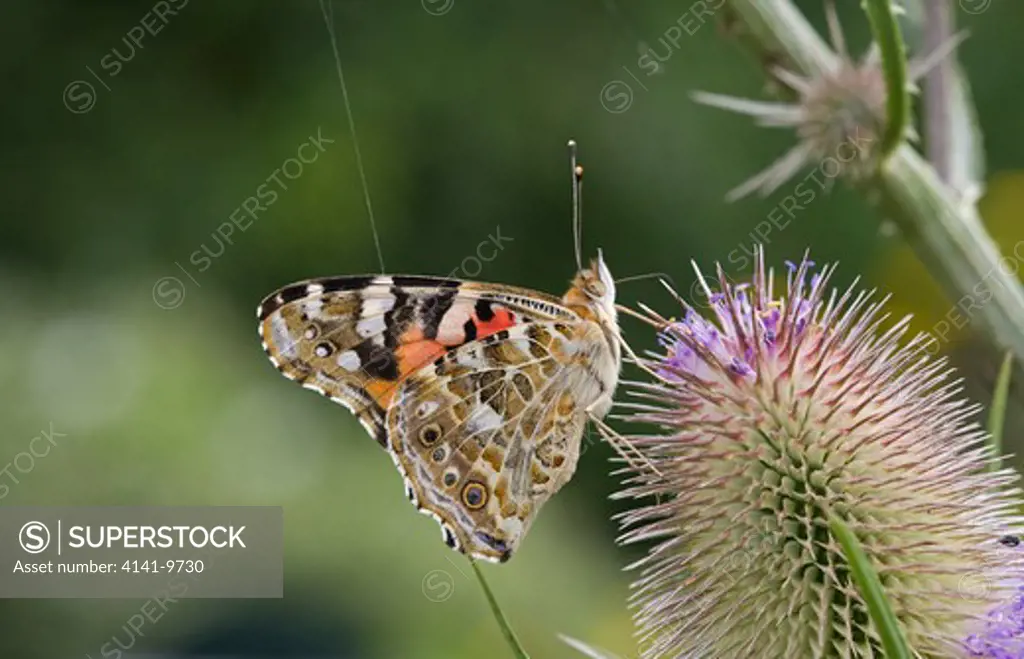 painted lady, vanessa cardui, feeding on teasel, part of exceptional influx of 2009, dipsacus fullonum, norfolk uk