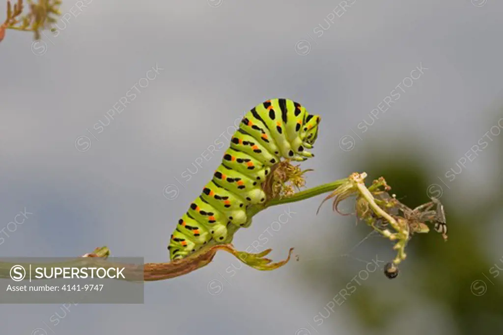 swallowtail, papilio machaon britannicus, caterpillar feeding on milk parsley, hickling broad, norfolk wildlife trust reserve, uk