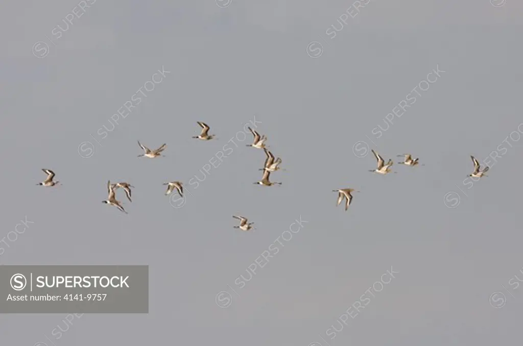 black-tailed godwit, l. limosa, flock of juveniles in flight, autumn, norfolk uk