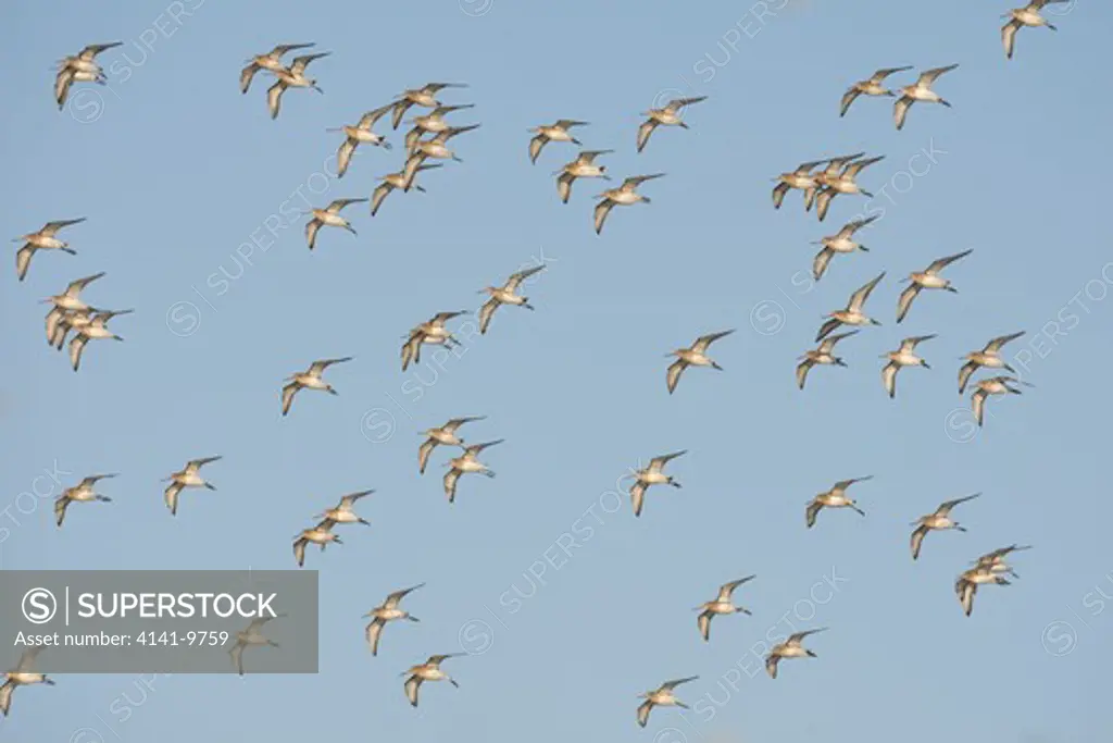 black-tailed godwit, l. limosa, flock in flight, winter, norfolk uk