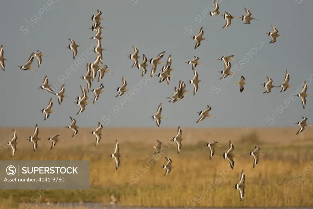 black-tailed godwit, l. limosa, flock in flight, winter, cley, norfolk uk