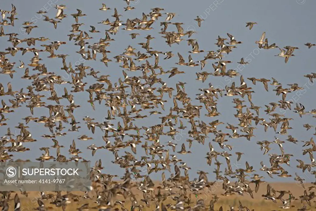 wigeon, anas penelope, with teal, anas crecca and shelduck, t.tadorna, winter flock in flight, norfolk uk
