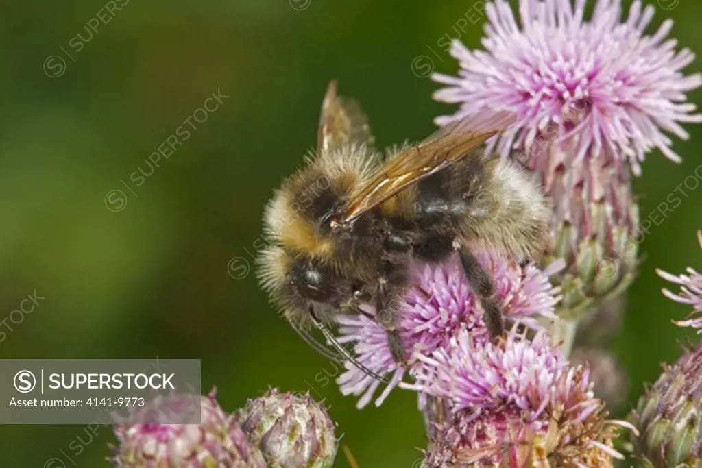 garden bumblebee, bombus hortorum, male, on creeping thistle, cirsium arvense, norfolk uk