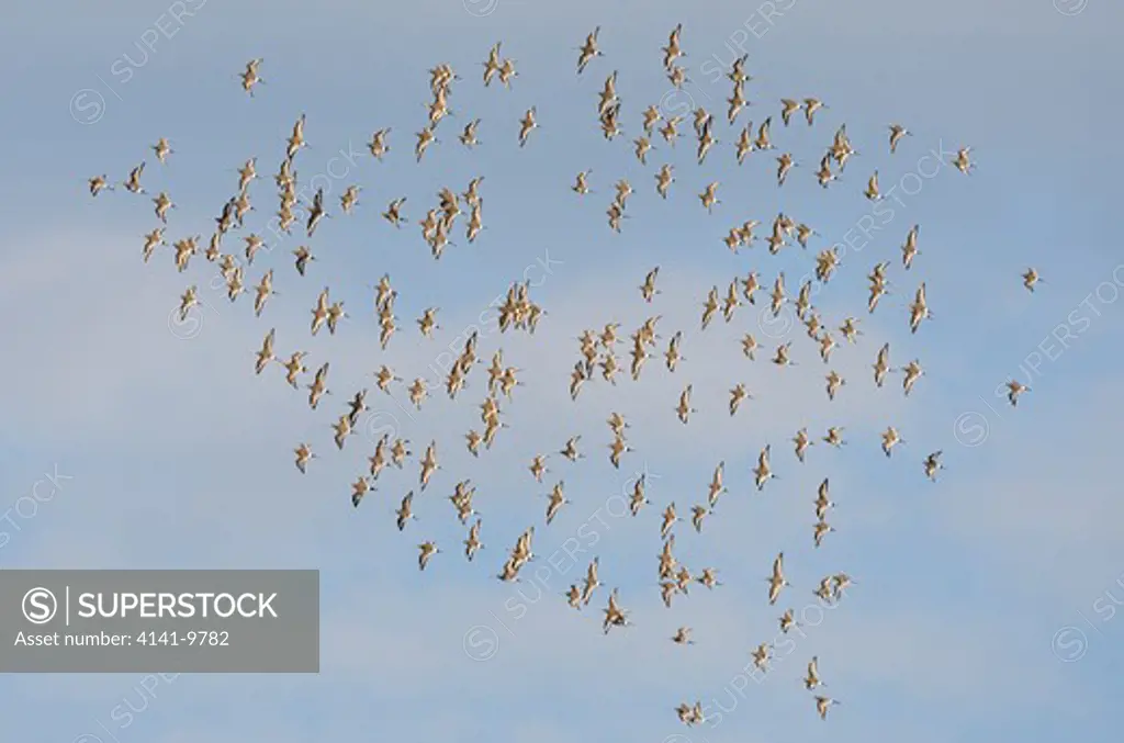 black-tailed godwit, l. limosa, winter flock in flight, norfolk uk