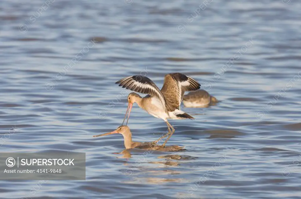 black-tailed godwit, l. limosa, two fighting, winter, norfolk uk