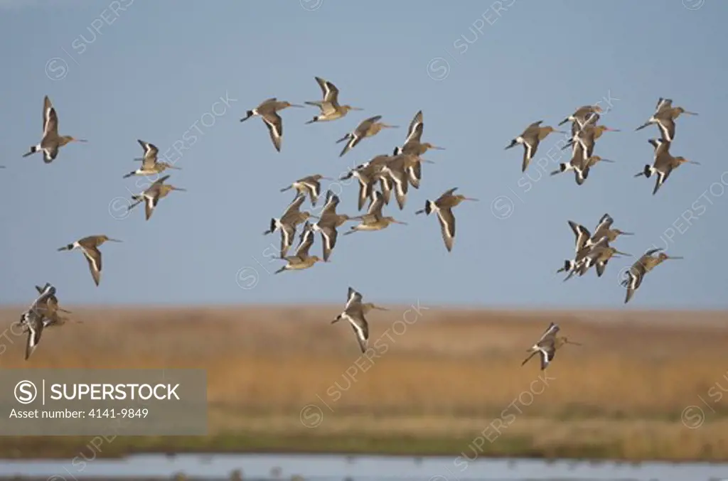 black-tailed godwit, l. limosa, small flock in flight, winter, norfolk uk
