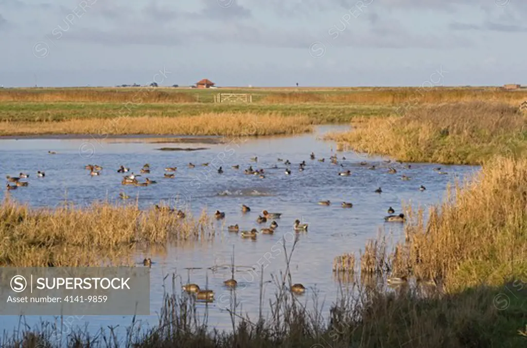 teal, anas crecca and eurasian wigeon, anas penelope, at cley, norfolk wildlife trust, uk