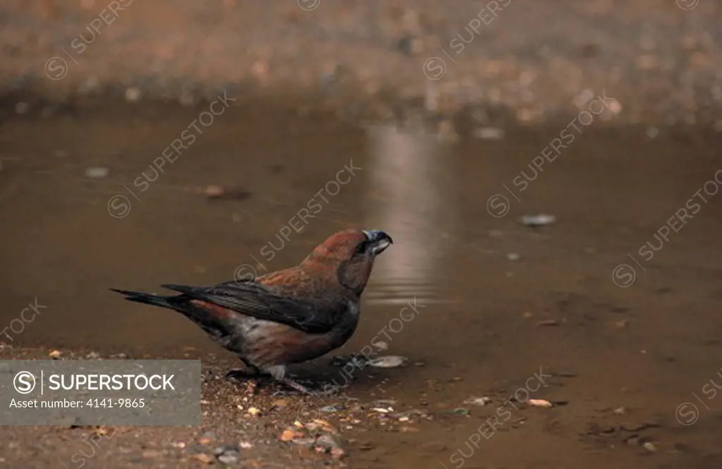 parrot crossbill loxia pytyopsittacus male at water, to drink 