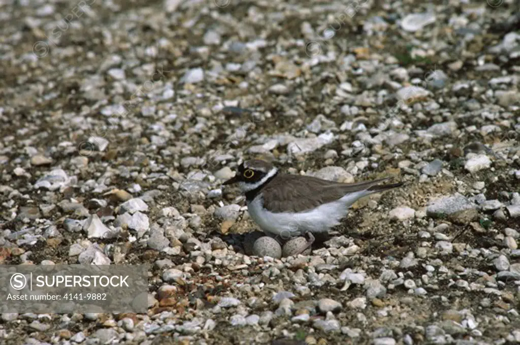 little ringed plover charadrius dubius at nest, with eggs 