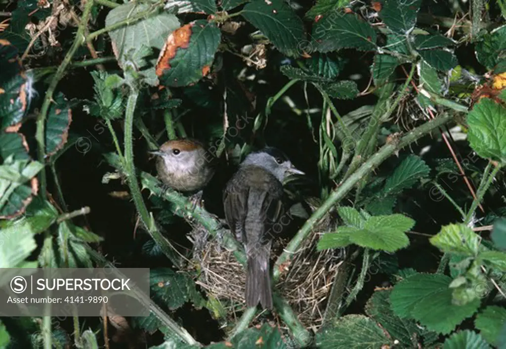 blackcap pair at nest sylvia atricapilla 