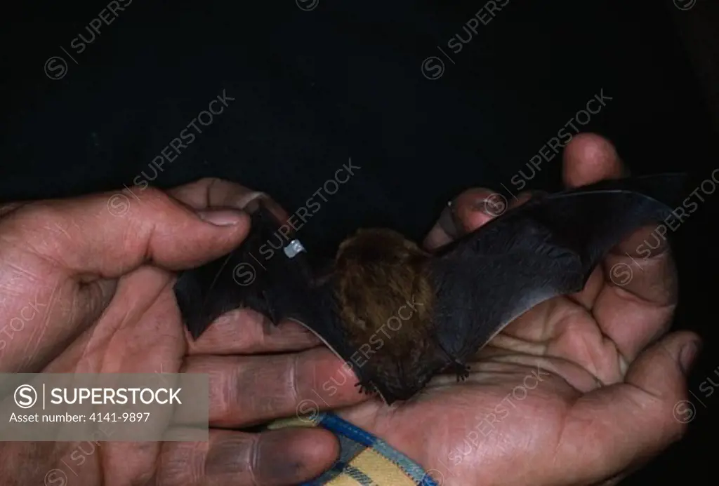 pipistrelle bat (hand-held) pipistrellus pipistrellus banded for identification 