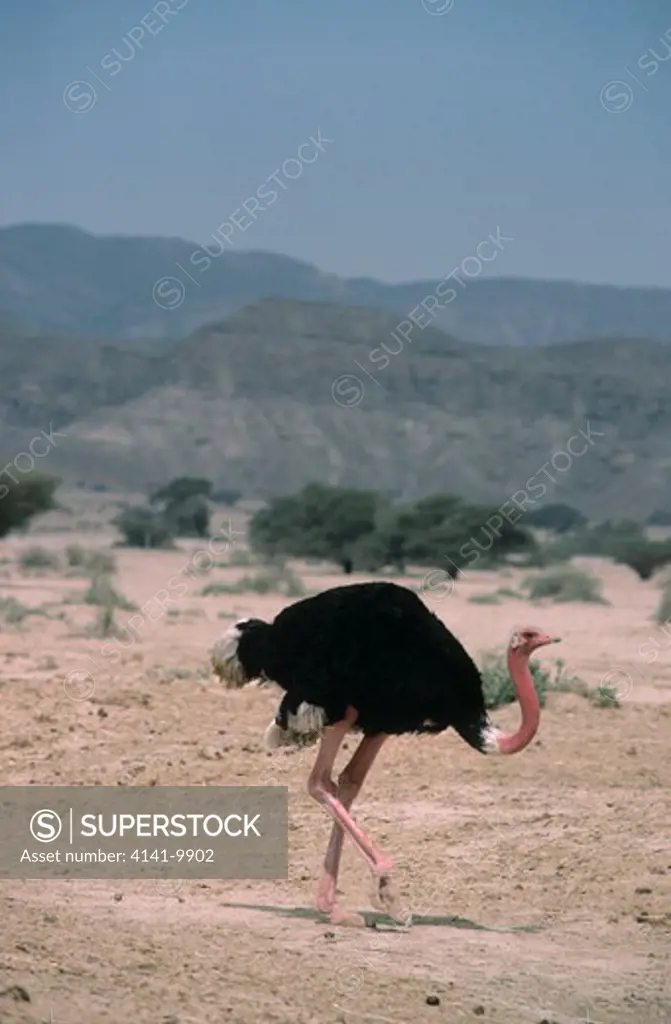 ostrich struthio camelus hay-bar biblical reserve, israel, middle east.