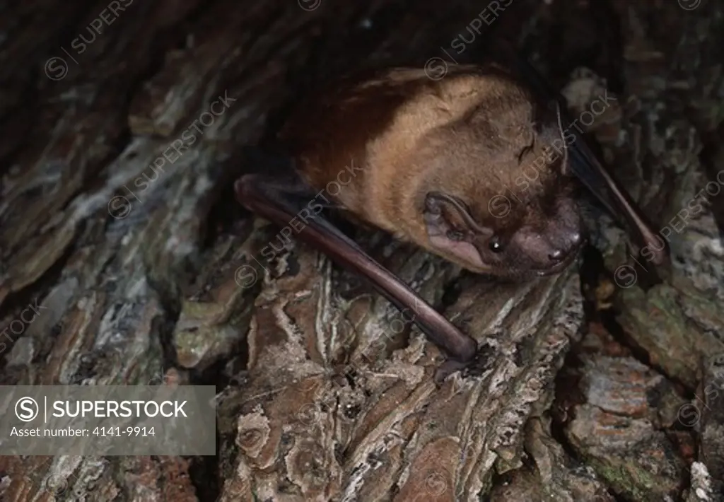 noctule bat roosting nyctalus noctula