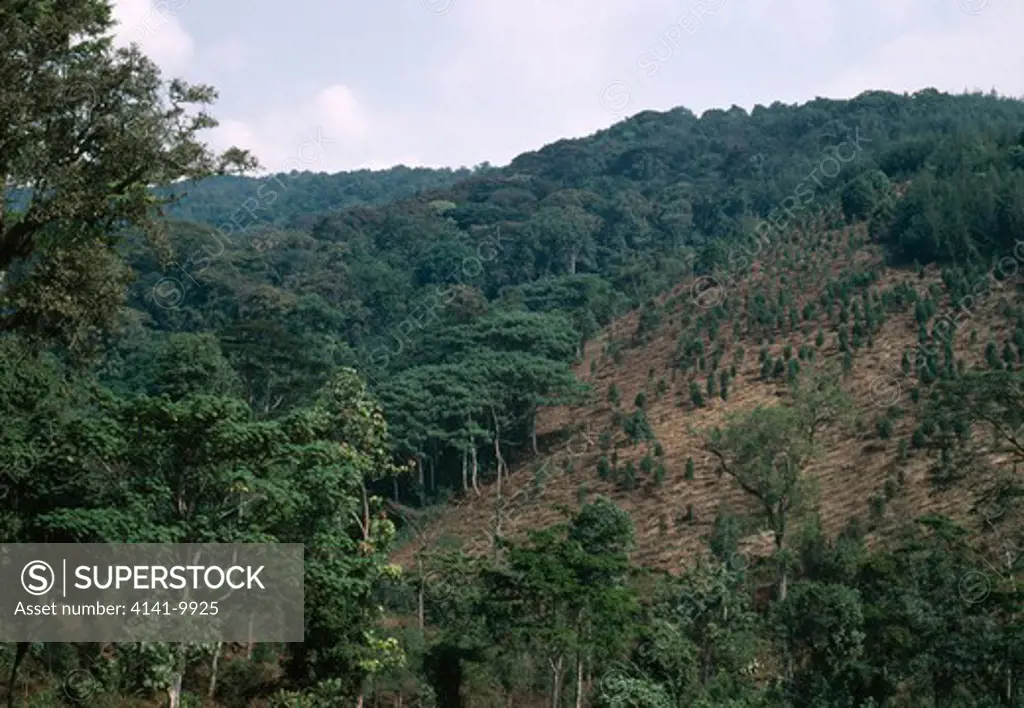rainforest partially cleared rwanda, central africa 