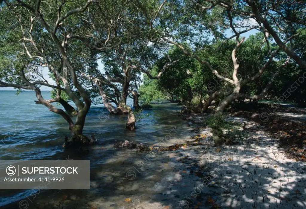 mangroves on shoreline kenya eastern africa 