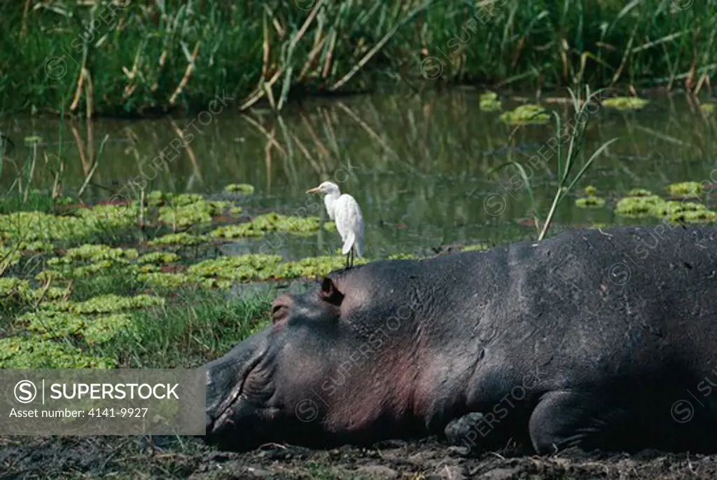hippopotamus hippopotamus amphibius with cattle egret bubulcus ibis