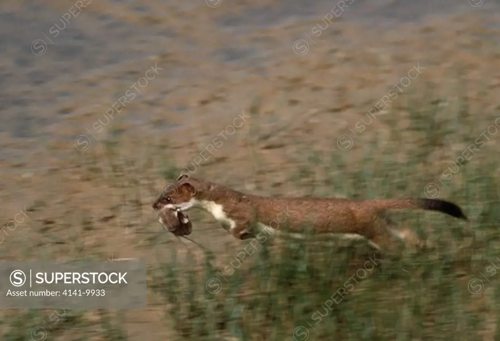 stoat in summer coat mustela erminea running with young in mouth
