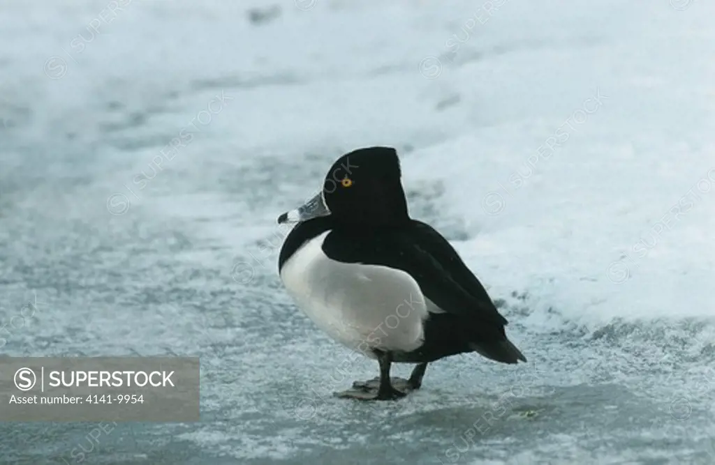 ring-necked duck aythya collaris standing on ice 