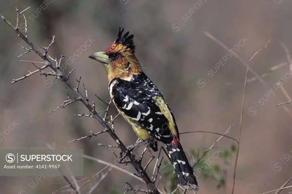 crested barbet trachyphonus vaillantii perched on thorn branch 