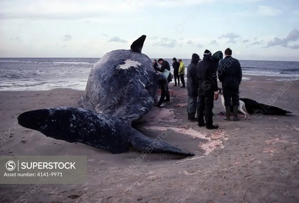 sperm whale autopsy & onlookers physeter macrocephalus norfolk, england winter 91/92 
