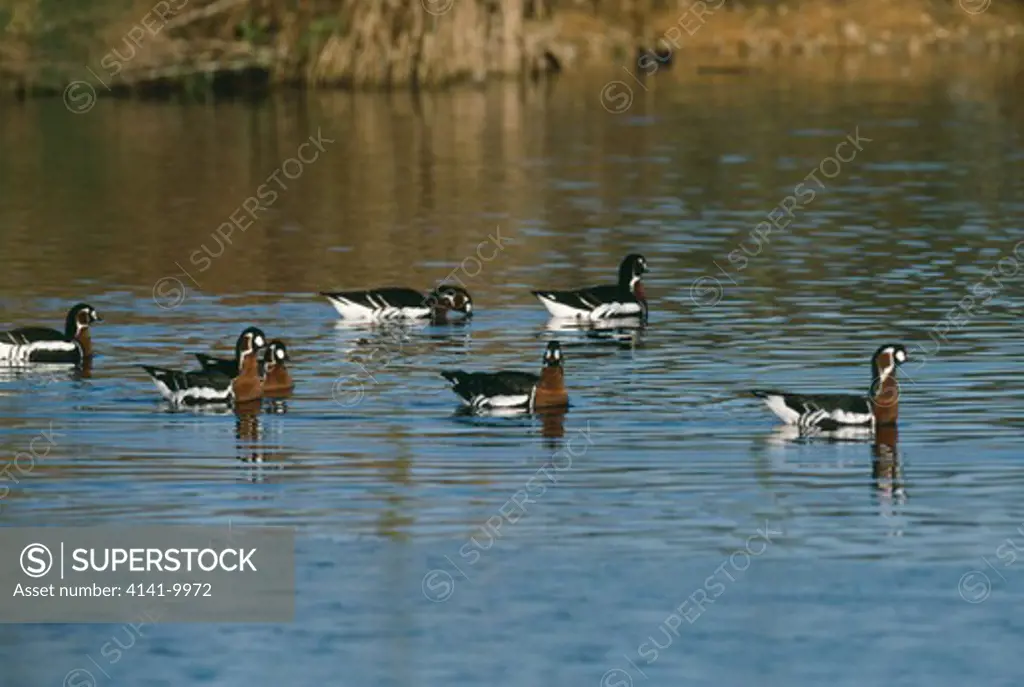 red-breasted geese swimming branta ruficollis