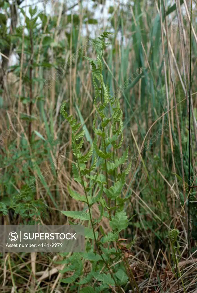 crested buckler fern dryopteris cristata norfolk, east anglia, uk 