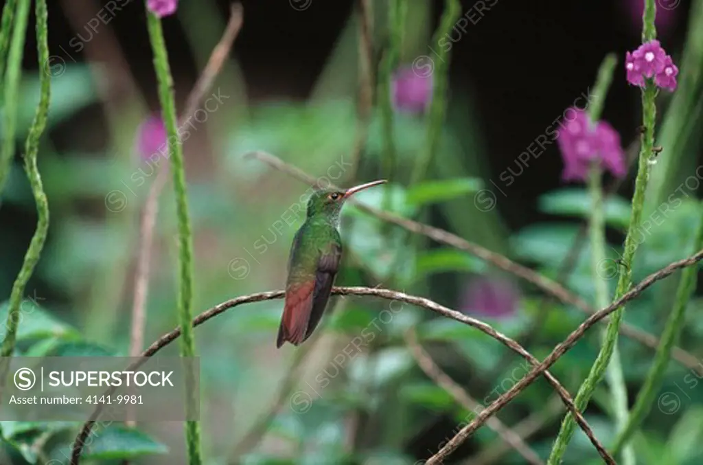 rufous-tailed hummingbird amazilia tzacatl costa rica, central america