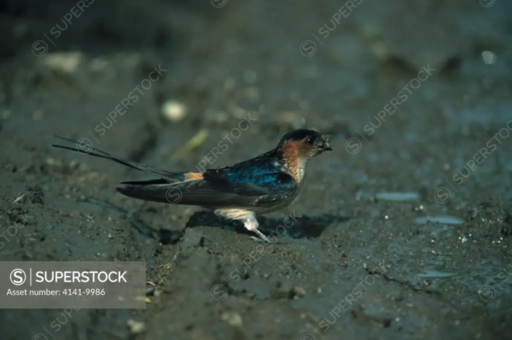 red-rumped swallow hirundo daurica collecting mud for nest hebei province, china 