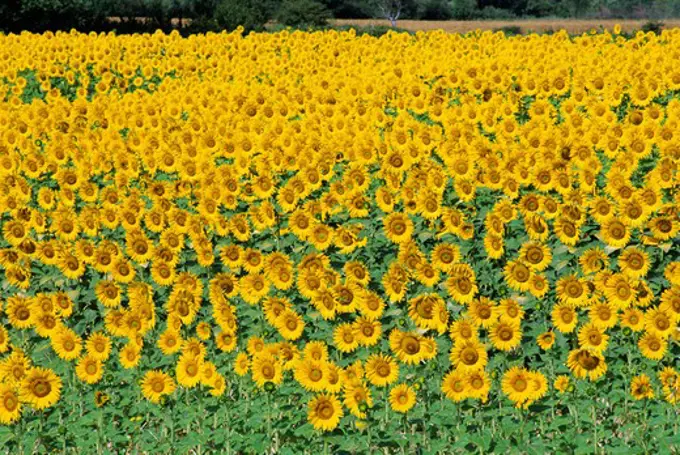 sunflower crop in flower helianthus sp. provence, southern france