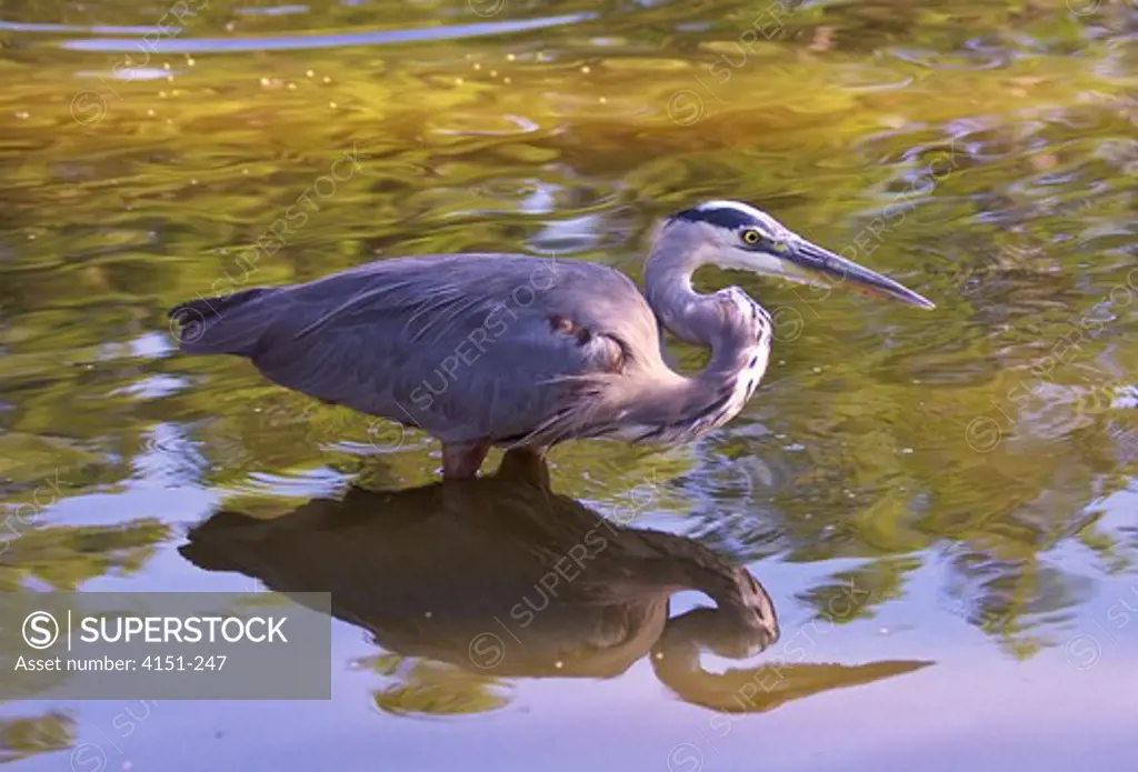 Reflection of a Blue heron (Ardea herodias) on water, Florida, USA