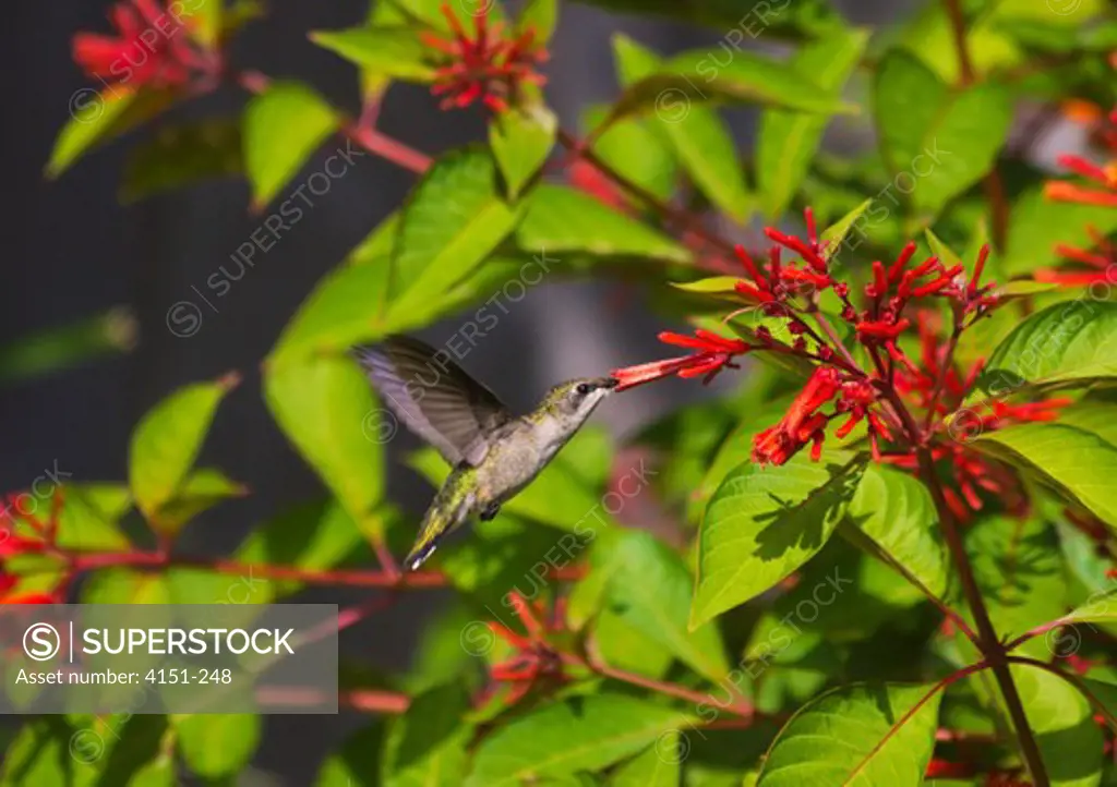 Hummingbird feeding on nectar from flower, Florida, USA