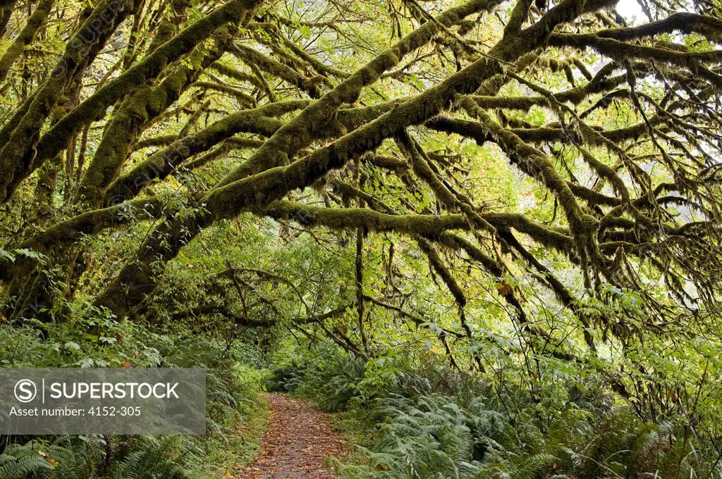 USA, Oregon, Redwood Forest